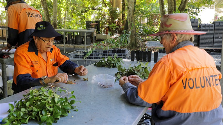Community Environment Program volunteers harvesting seeds