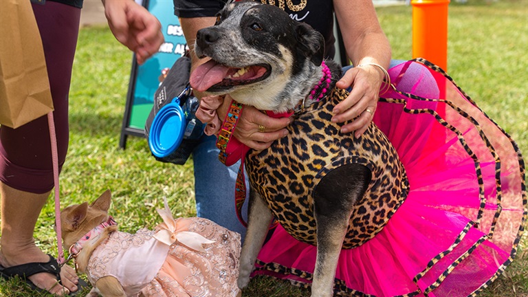 Two dogs in costumes at Dog's Day Out