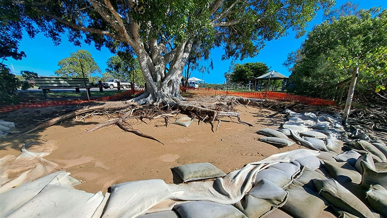 Sand bag barrier around the base of a shoreline fig tree at Maaroom beach, temporarily preventing further beach eroision