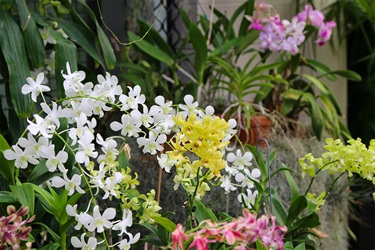 Orchid_House_1.jpg