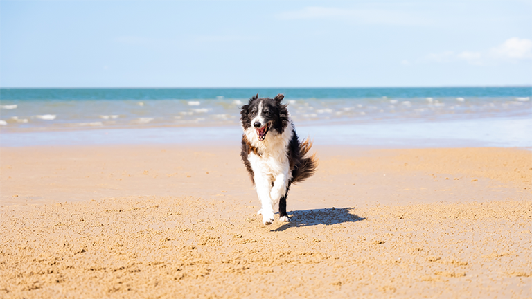 Dog on Hervey Bay beach