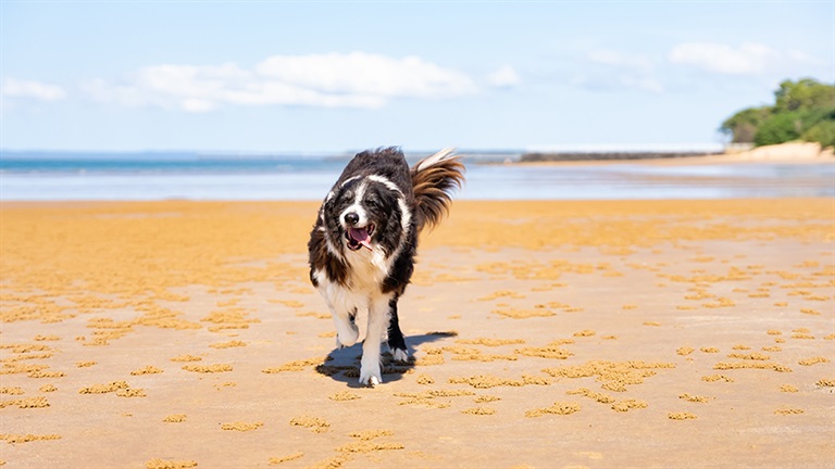Border collie running along the sandy beach at Hervey Bay