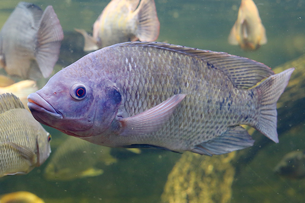 Tilapia