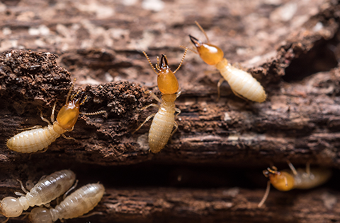 White ants on timber