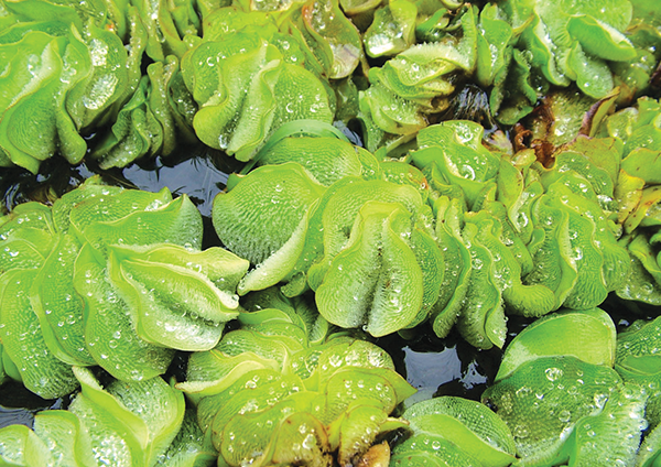 Salvinia