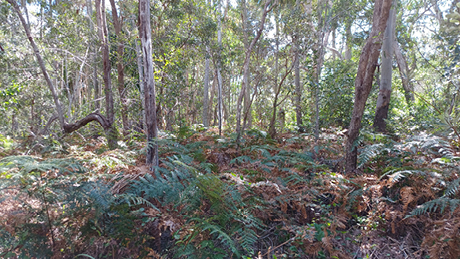 Poona Reserve and Foreshore