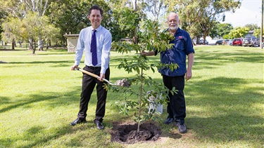 Kauri Pine tree in memory of Peter Olds OAM