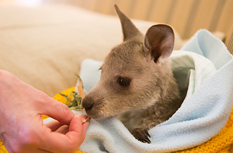 Small joey wrapped in a blanket
