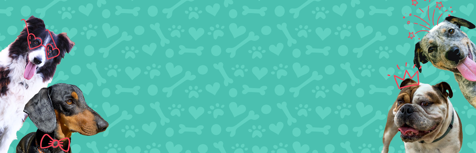 Cutest Dog Competition website banner