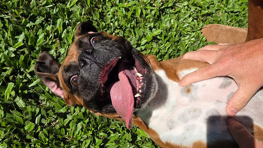 Fraser Coast's Cutest Dog Competition Winner: Riley the Boxer