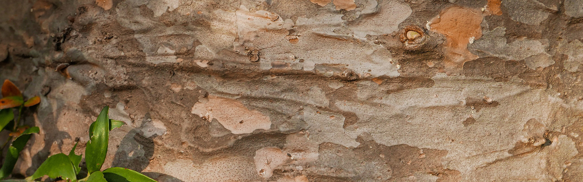 Bark of Kauri Pine tree