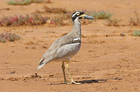Beach Stone curlew