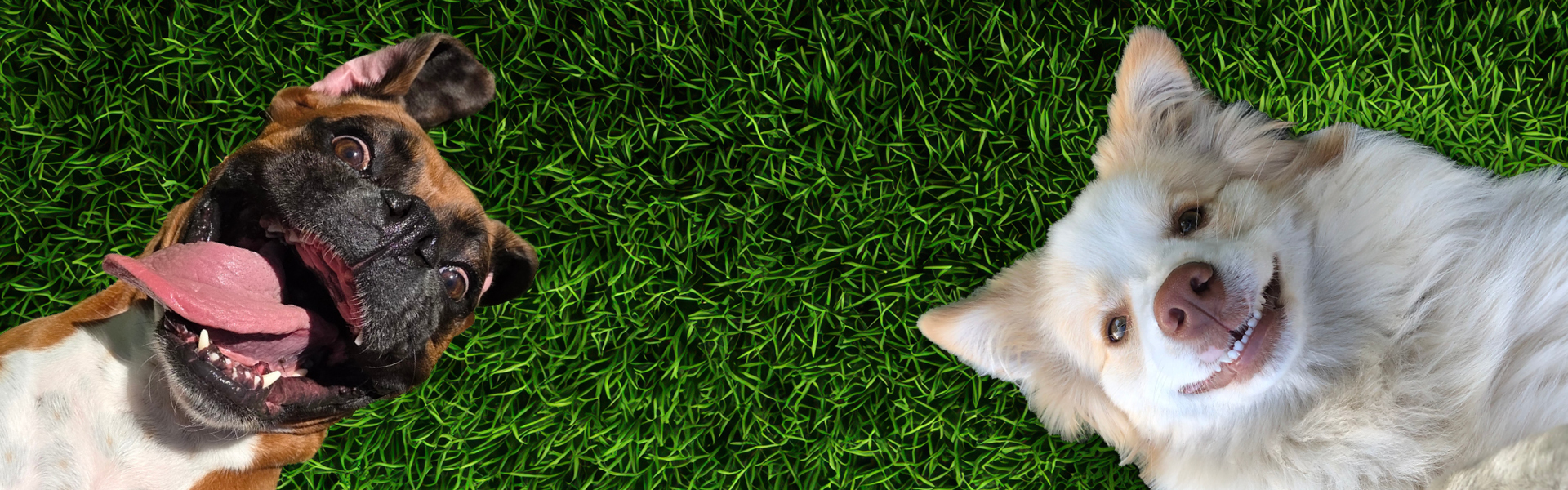 Cutest Dog Competition website banner