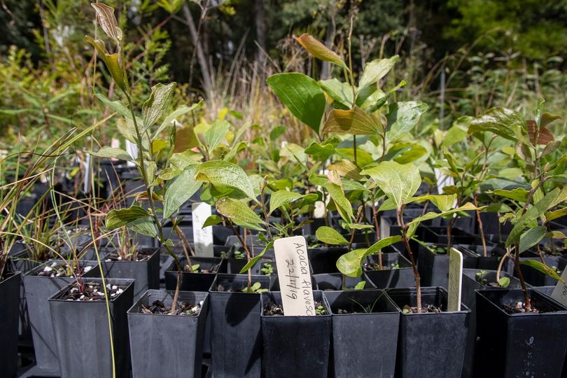 Native Plant sale