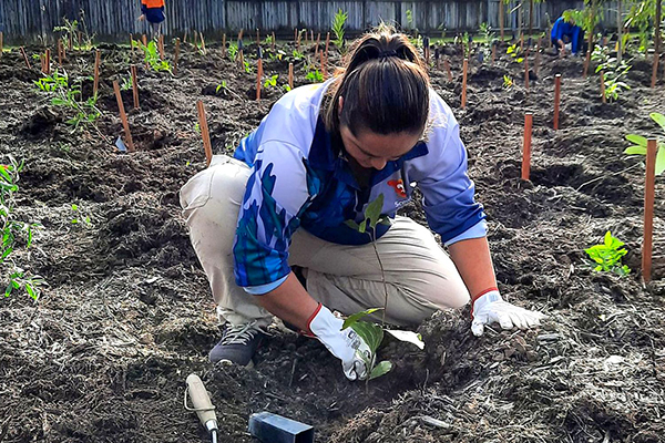 Tree planting