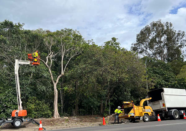 African Tulip Tree removal