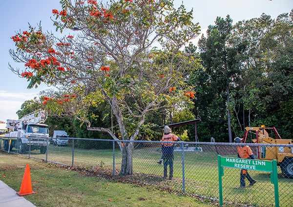 Pest trees to be removed from local parks