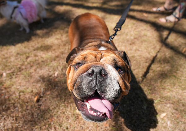 Bulldog
