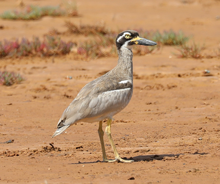 Beach Stone-Curlew - image captured and supplied by Cecile Espigole. 