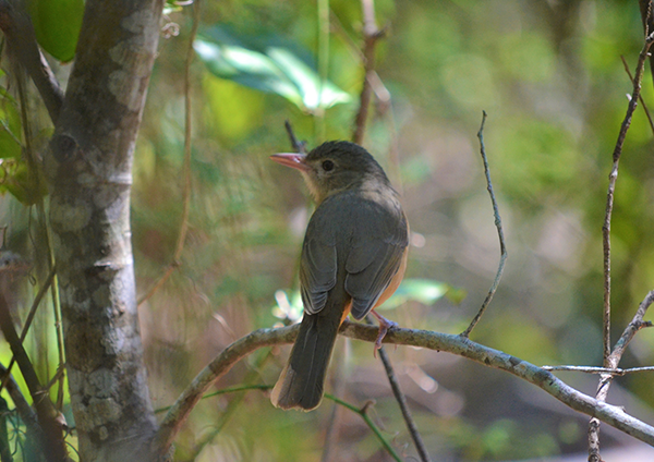 Birdwatching little shrike