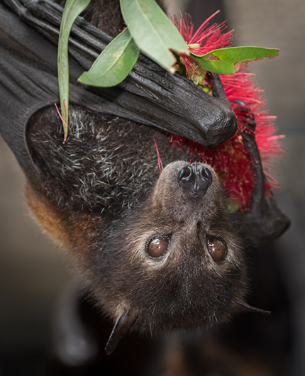 Black Flying Fox