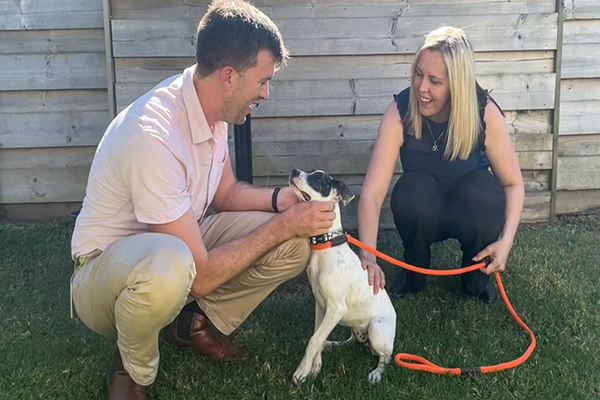 Longer dog registration period this year