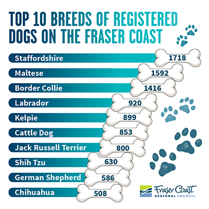 Top 10 Breeds registered on the Fraser Coast