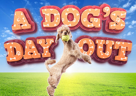 Dog s day out website event