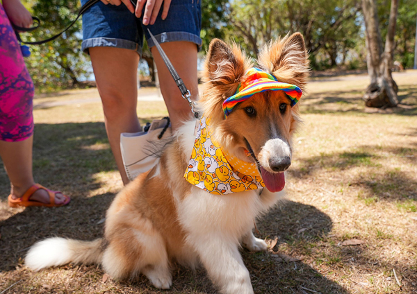 Dog's Day Out