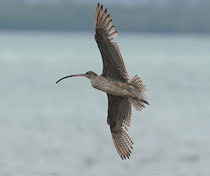Eastern Curlew - image captured and supplied by Cecile Espigole. 