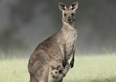 Eastern Grey Kangaroo