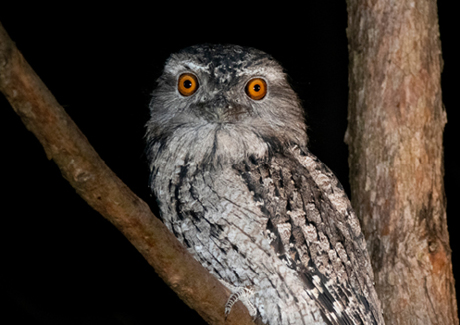 Environmental events guided night walk event image