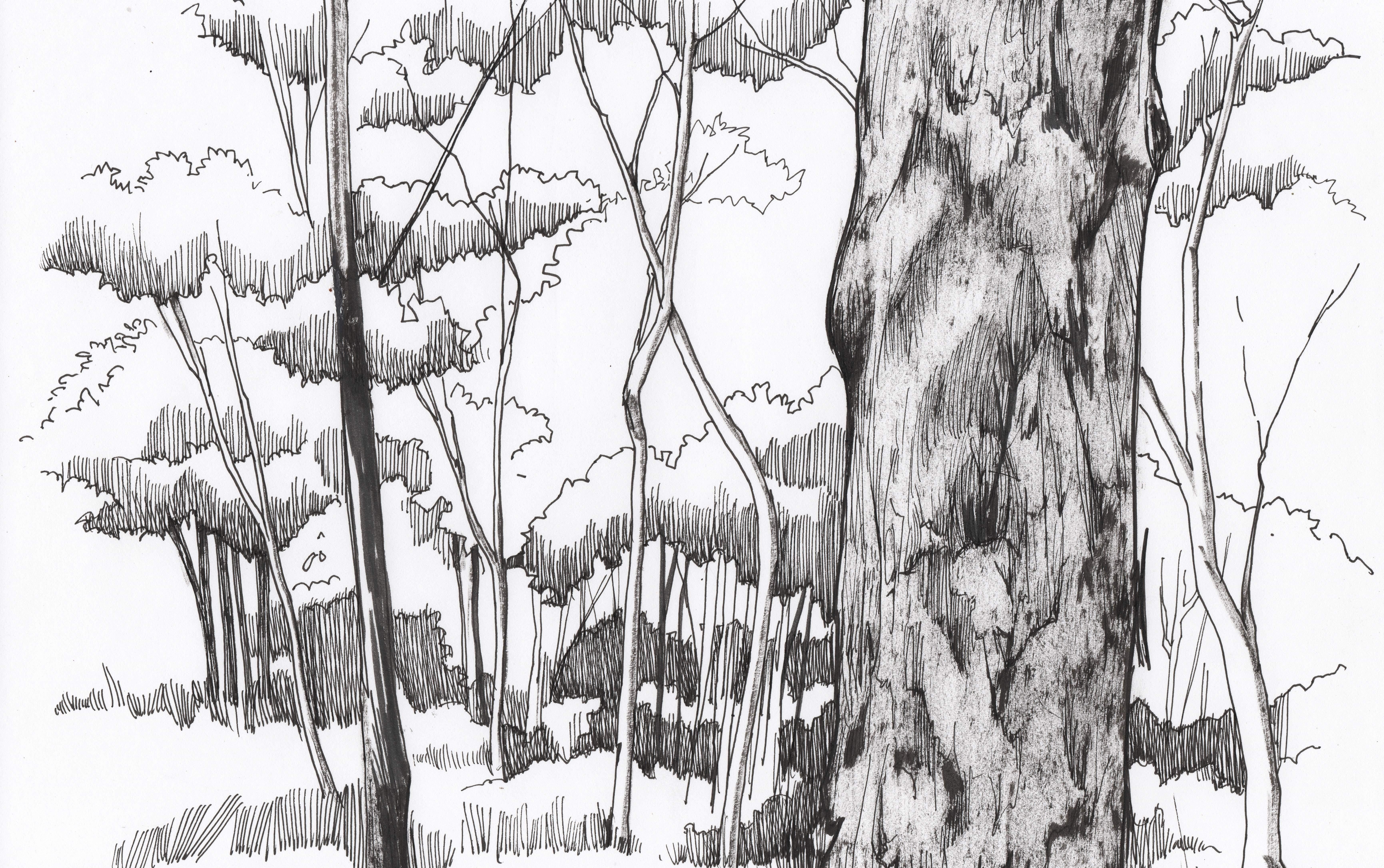 drawing of Eucalypt forest scene