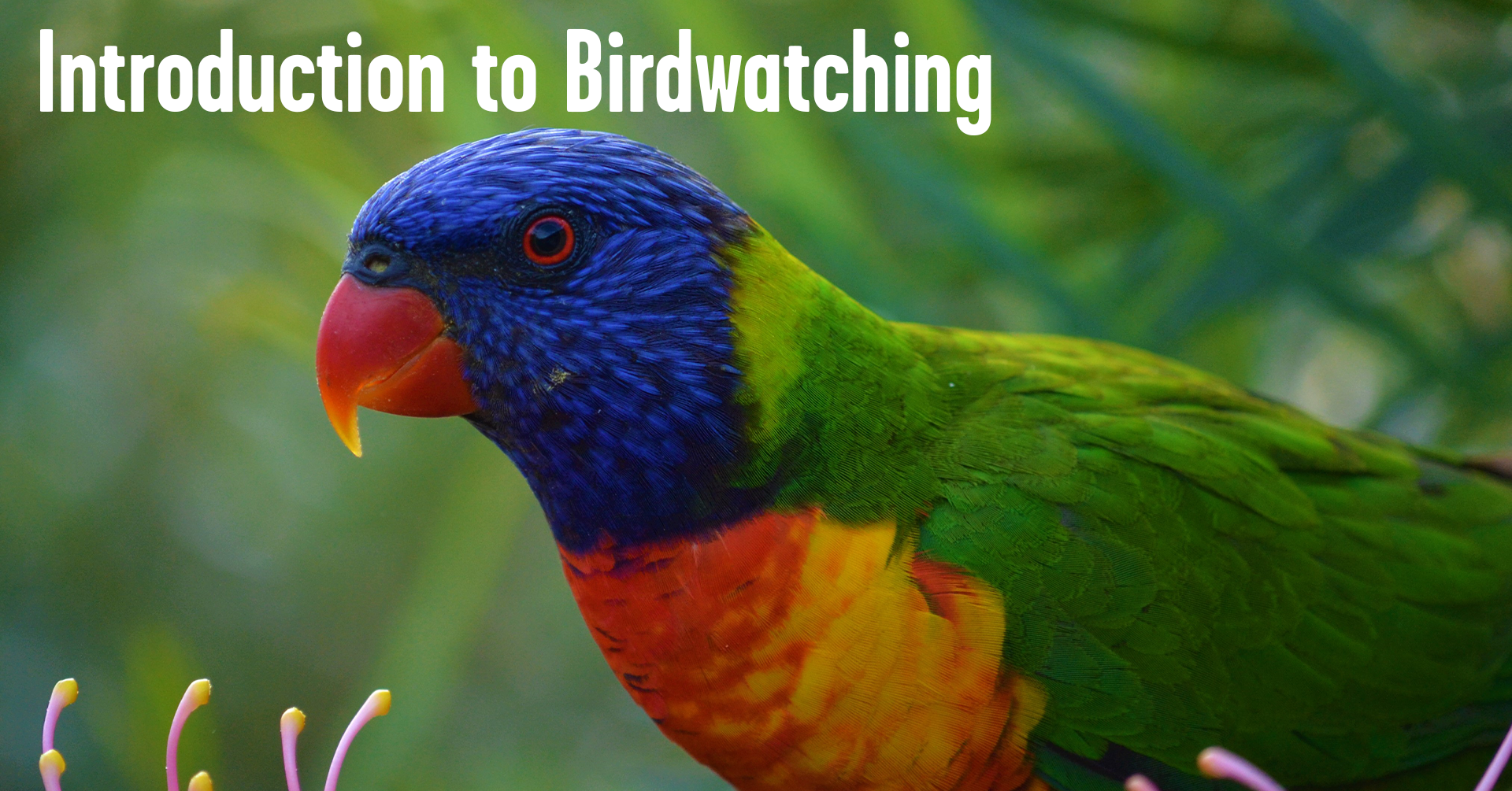 Introduction to Birdwatching Workshop