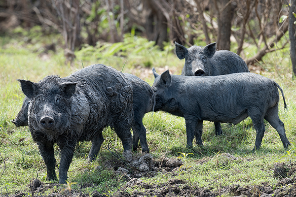 Feral pigs