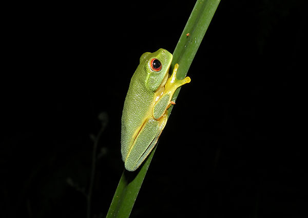 Find a Frog in February