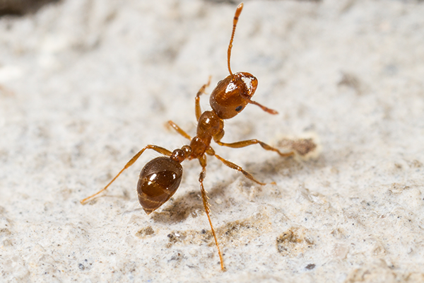 Fire Ants