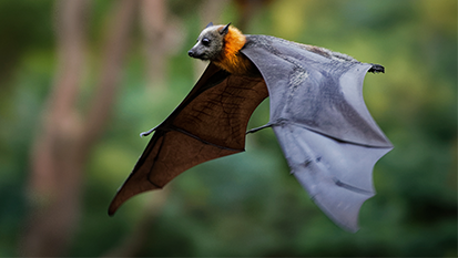 Flying fox