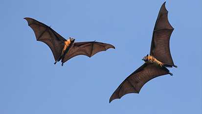 Flying Fox