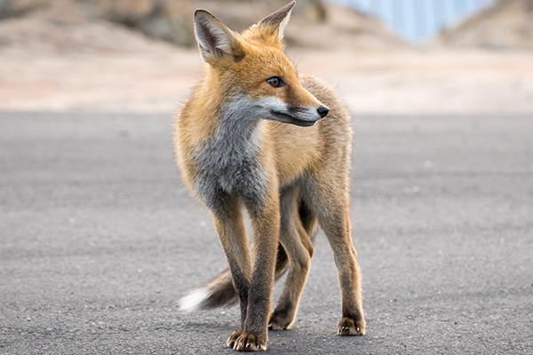 Fox