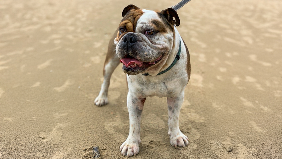 Dog registration renewals arriving soon.