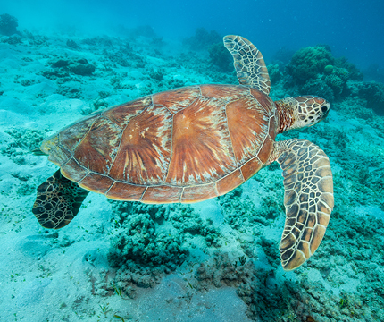 Green sea turtle