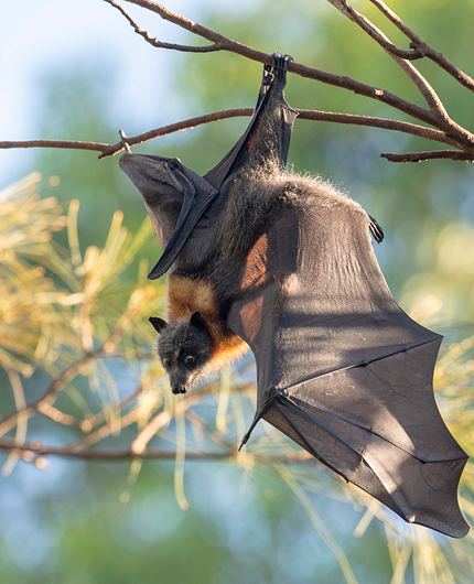 Grey-headed flying fox