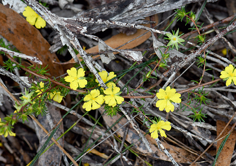 Heathlands