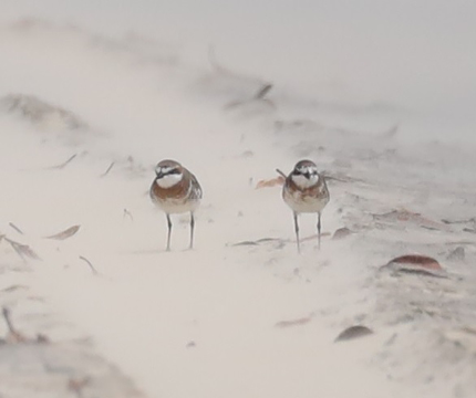 Lesser Sand Plover - image captured and supplied by Cecile Espigole. 
