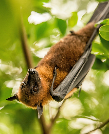 Little Red Flying Fox