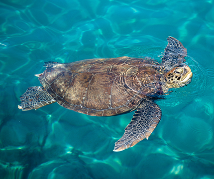 Loggerhead Turtle