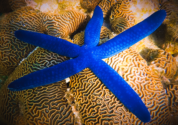 Marine Life - Blue Linkia Star