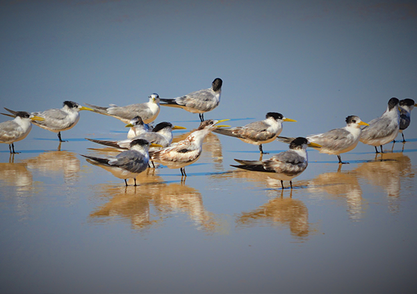 Migratory shorebird Crested Terns