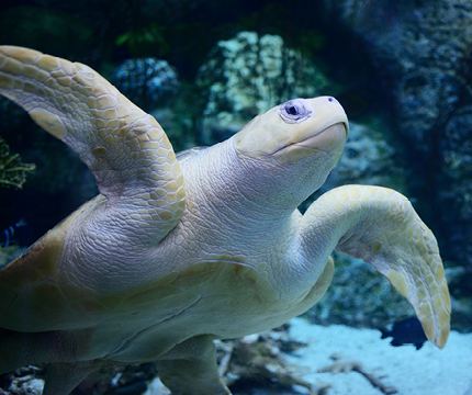 Olive ridley turtle